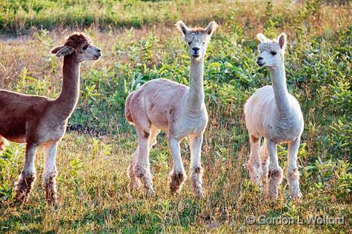 Alpacas_19425.jpg - Photographed near Smiths Falls, Ontario, Canada.